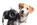 SHOT Photography amazing dog photographer Kent UK