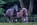SHOT Photography equine equestrian horse photographer Kent