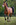 SHOT Photography equine equestrian horse photographer Kent beautiful stunning amazing