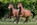 SHOT Photography equine equestrian horse photographer Kent beautiful stunning amazing